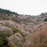 Cherry Trees and a Tea Ceremony